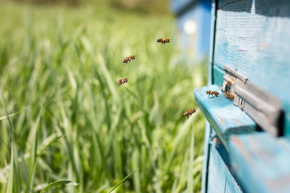 Monitoring Bee Health Credit: Bigstock