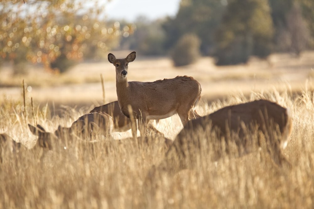 Battling Zoonotic Spillover Photo: Adobe Stock