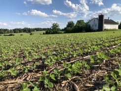 A no-till field in Pennsylvania.