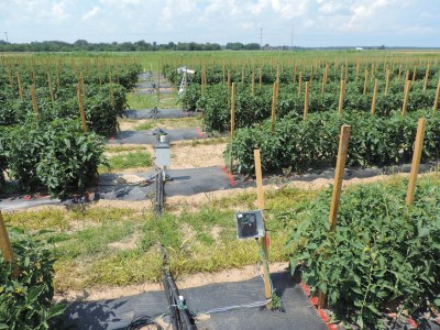 tomato field, data logger, top.jpg Tomato field data logger